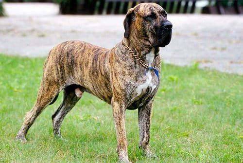 perro de raza fila