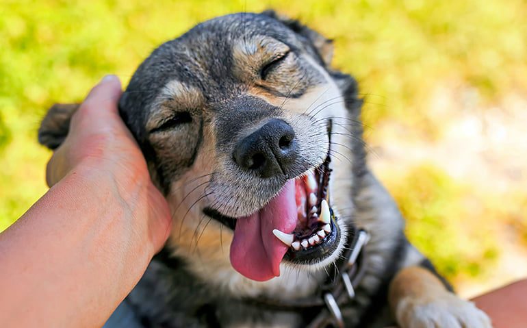 perro contento