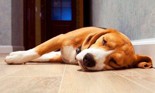 perro durmiendo de lado