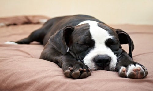 perro estirado durmiendo