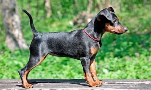 dóberman pinscher mini