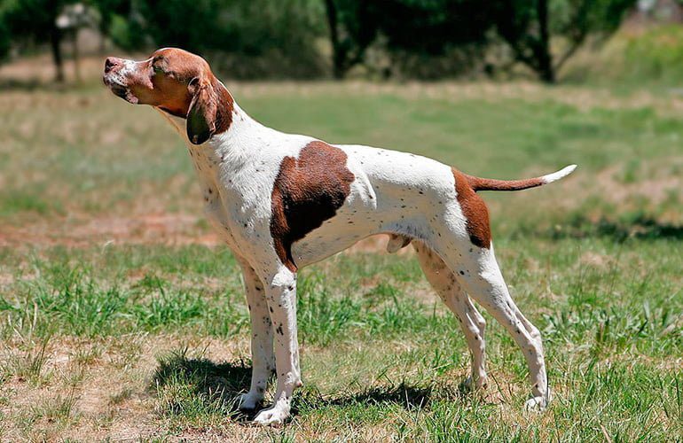 pointer inglés