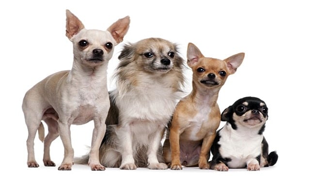 tipos de chihuahua
