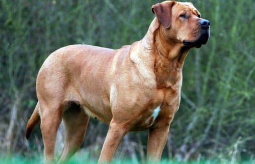 tosa inu