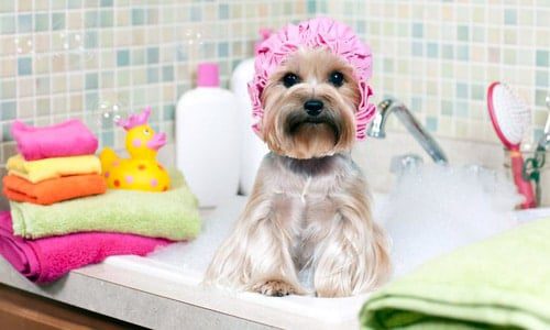 cada cuanto bañar a un perro