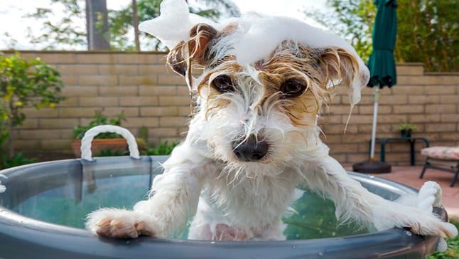 perro en baño