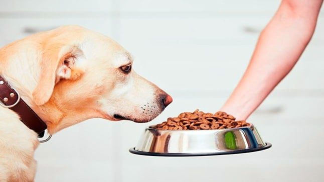 pienso para perro