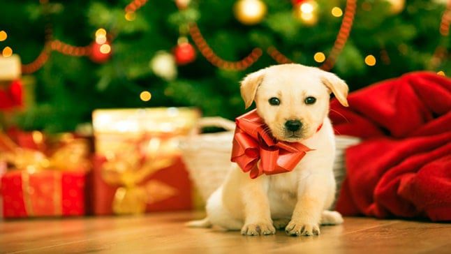 cachorro regalo