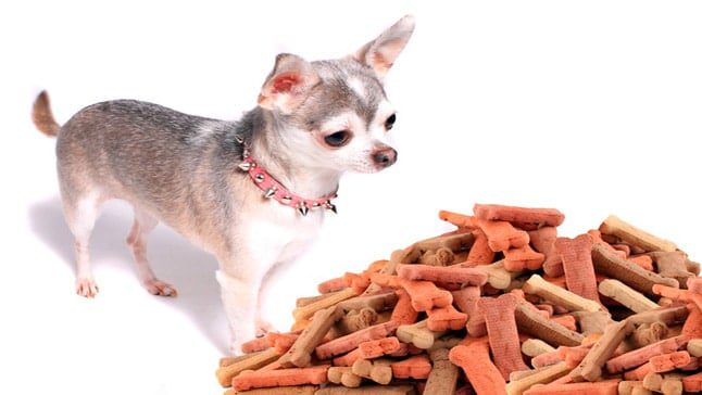 chihuahua y comida