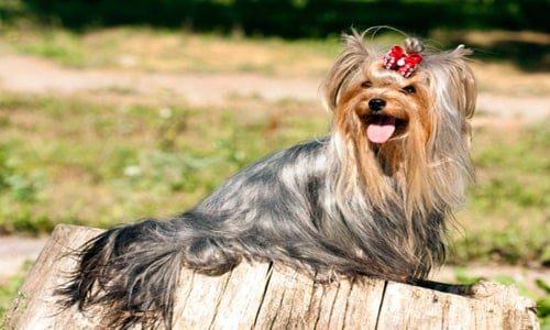perro con mucho pelo