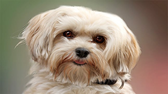 perro de pelo largo