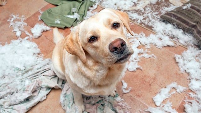 perro destructor