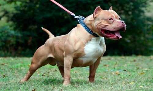 bullypit