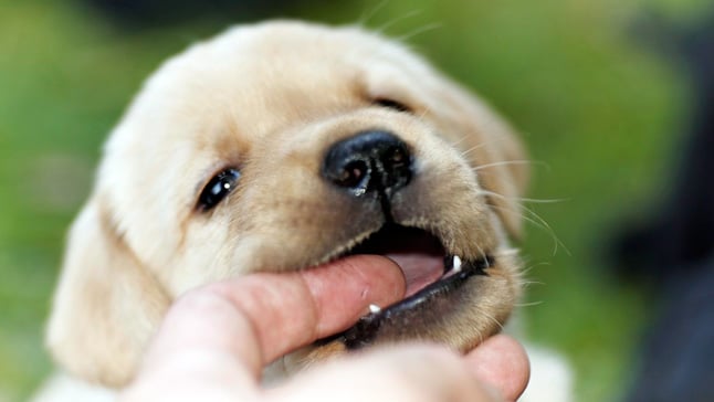 cachorro2