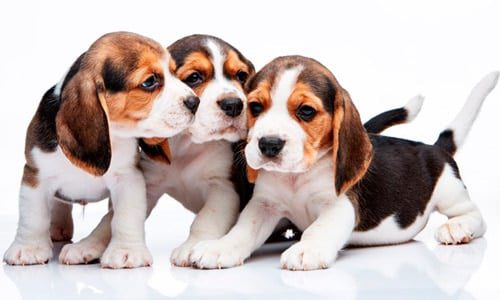 cachorros jugando