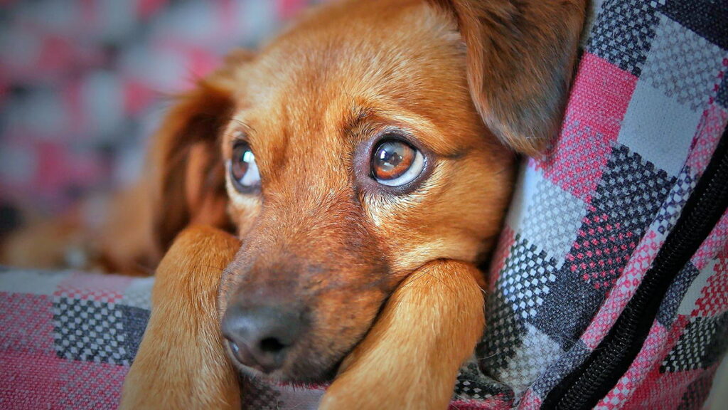 perrita