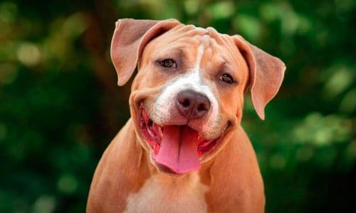pitbull marron