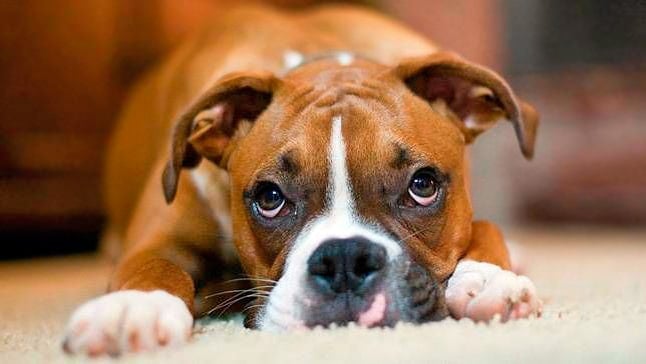 reganiar perro