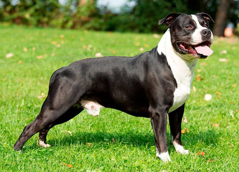 American Staffordshire Terrier en el jardín