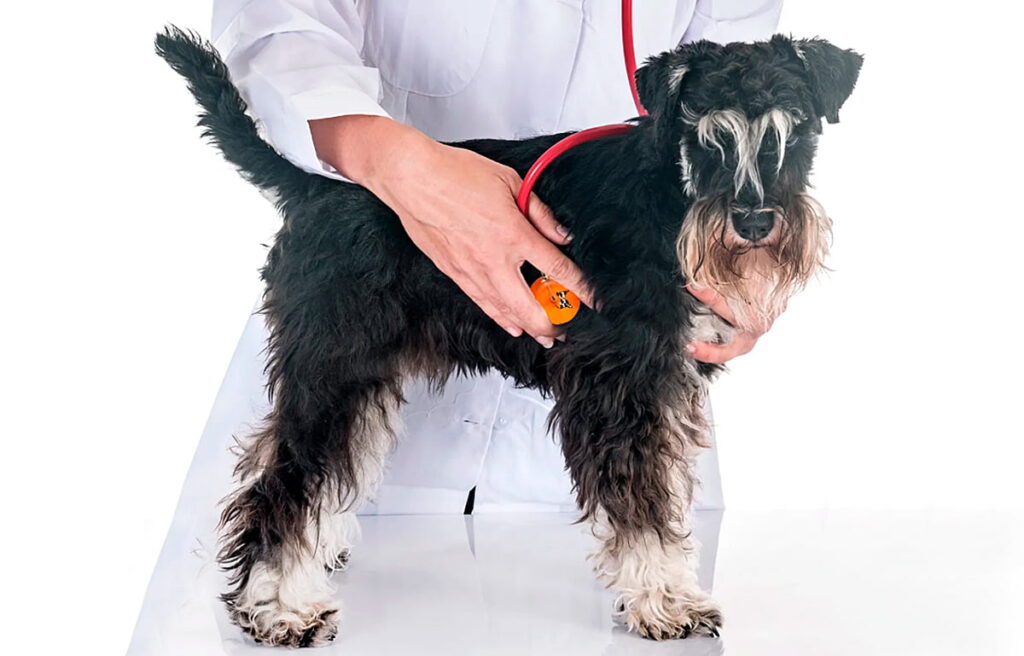 Examinando el corazon de un perro