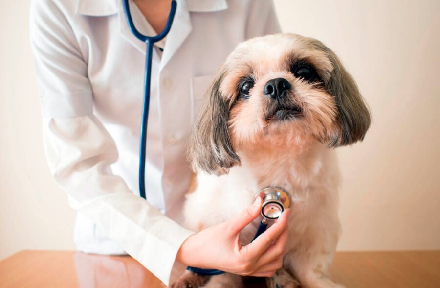 auscultando el corazon de un perro