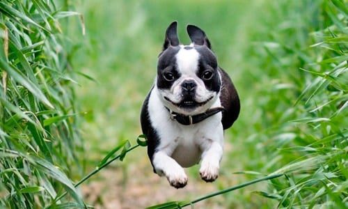boston terrier corriendo
