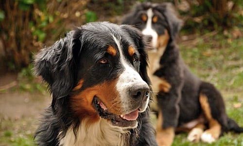 cachorros