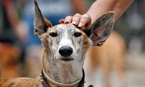 galgo