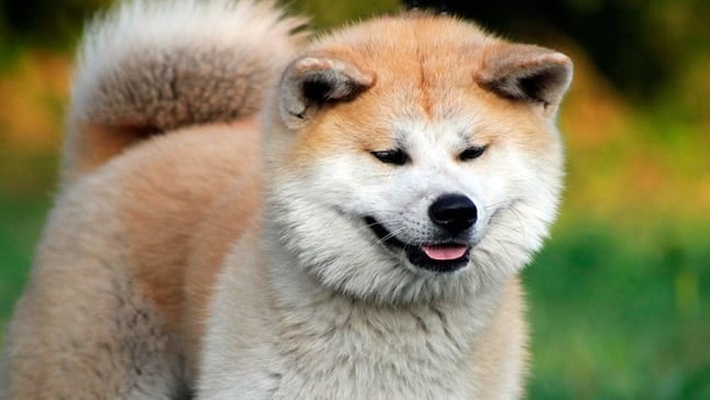hachiko