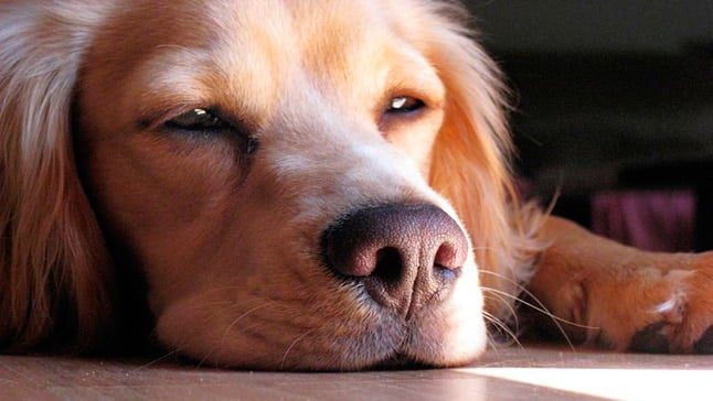 perro aburrido