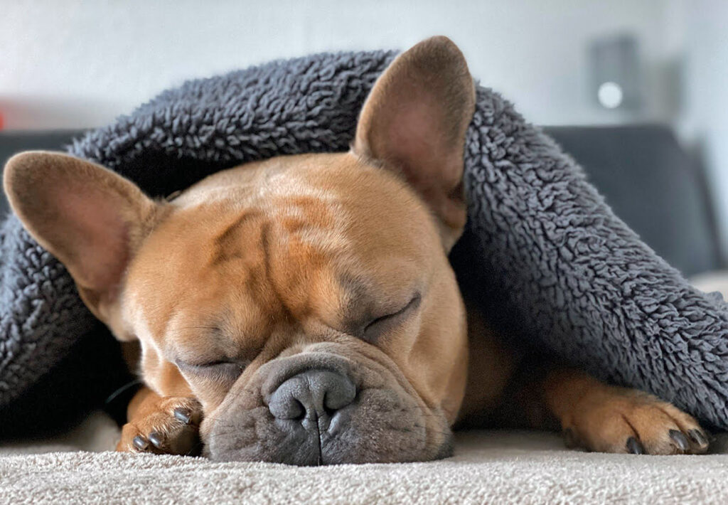 perro con neumonia tapado por una manta