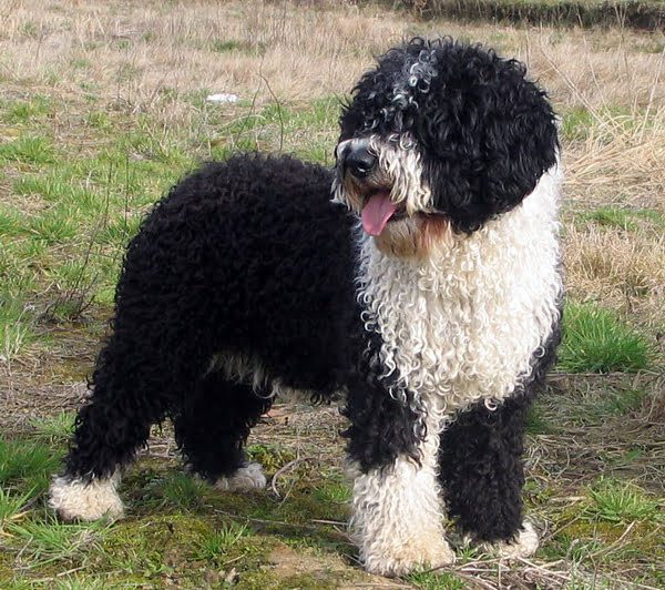 perro-de-agua-español-en-el-jardín