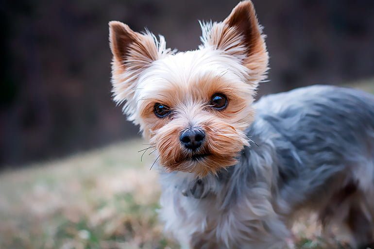 perro de raza yorkshire terrier