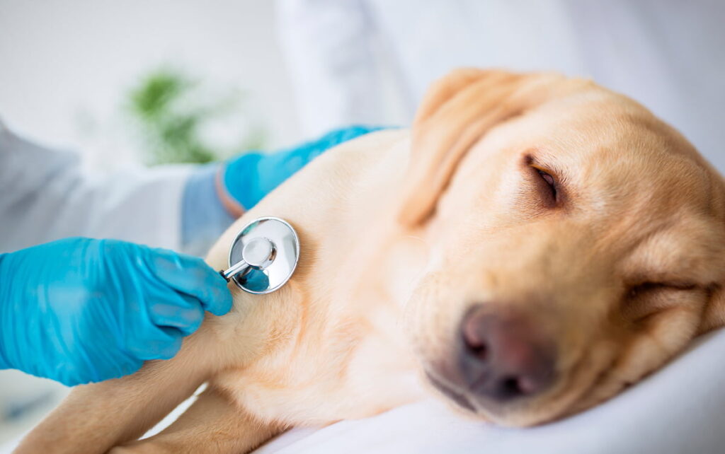 perro e nrevision para hipotiroidismo