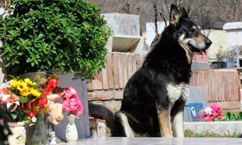 perro en cementerio