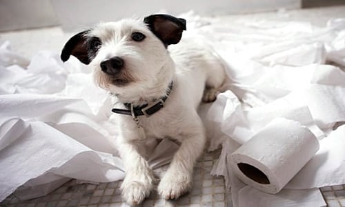 perro ompe cosas