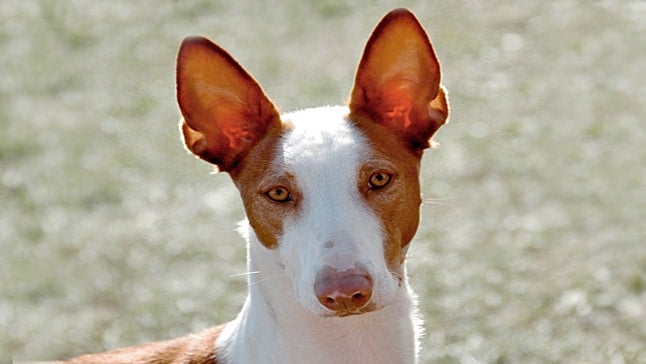 podenco iberico1