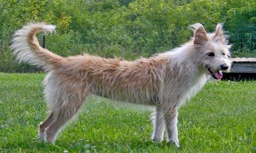 podenco-portugues 