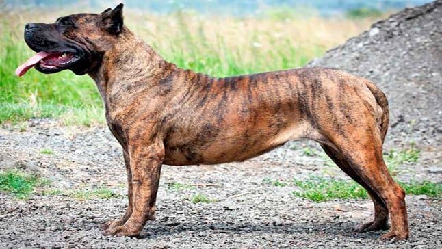 presa canario