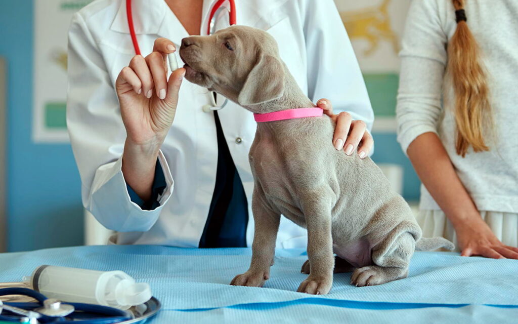 revision de cachorro en clinica veterinaria