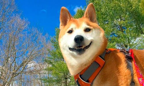 perro de raza shiba