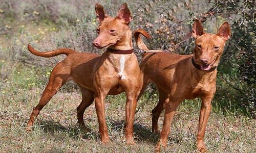 perros Cirnecos