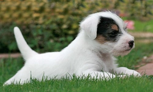 Jack Russell Terrier cachorro