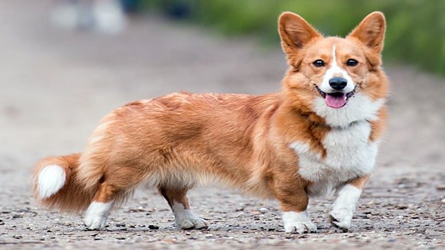 corgi gales