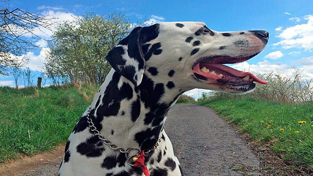 dalmata paseando