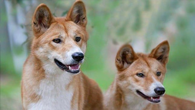 dingo