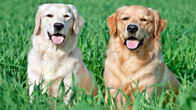labrador y golden