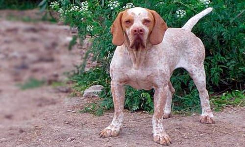 perro pacho navarro