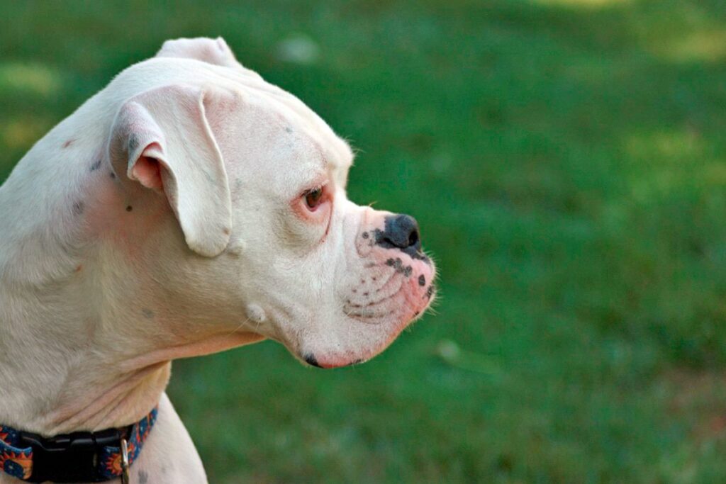 perro albino sordo