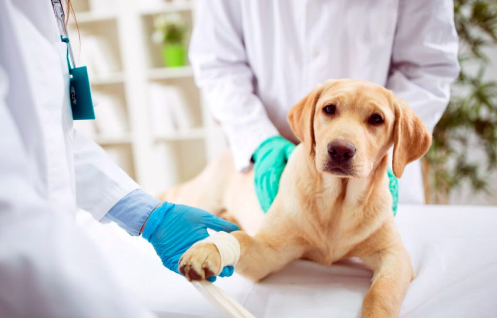 perro tras sesion de quimioterapia